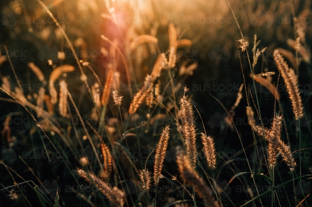 Grass seed shinning in the sunshine - Australian Stock Image