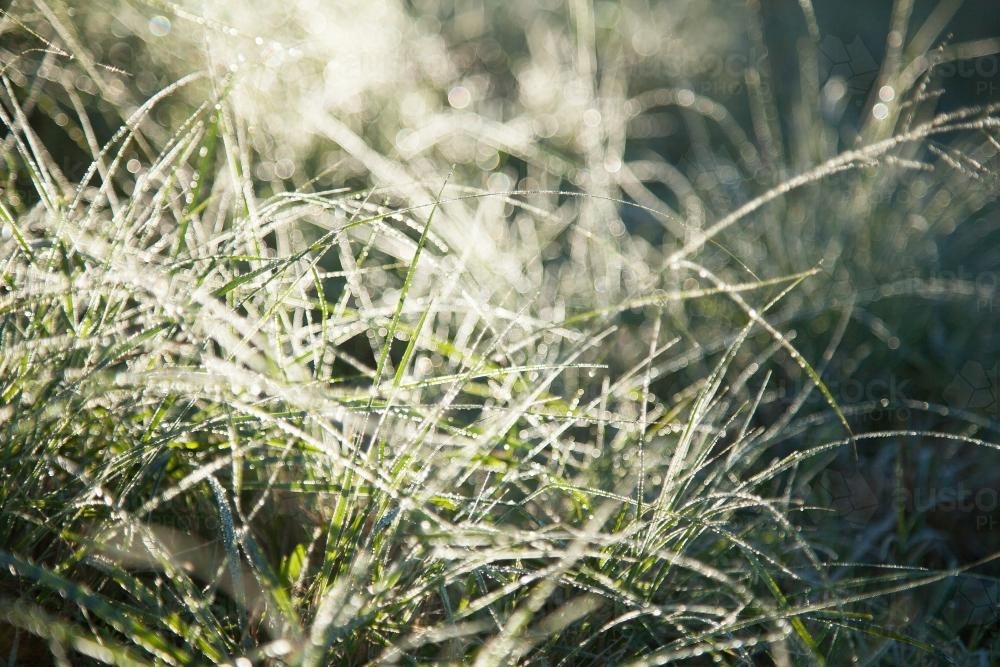 Grass sparkling with frost and dew in the morning light - Australian Stock Image