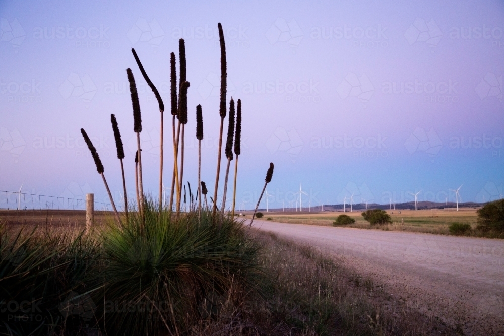 Grass tree at dusk with wind turbines in the background - Australian Stock Image