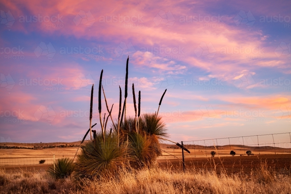 grass tree at sunset - Australian Stock Image