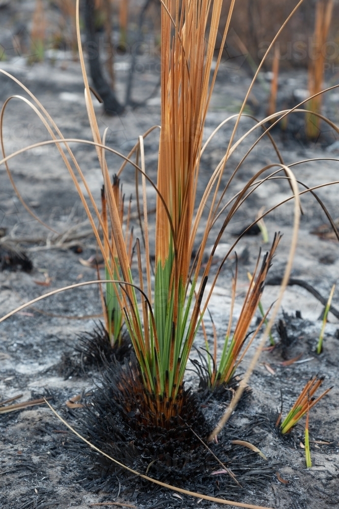 Grass tree plants showing regrowth two weeks after a bush fire - Australian Stock Image