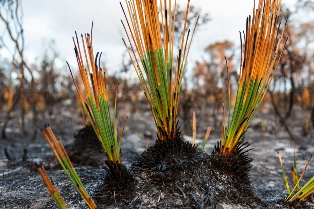 Grass tree plants showing regrowth two weeks after a bush fire - Australian Stock Image