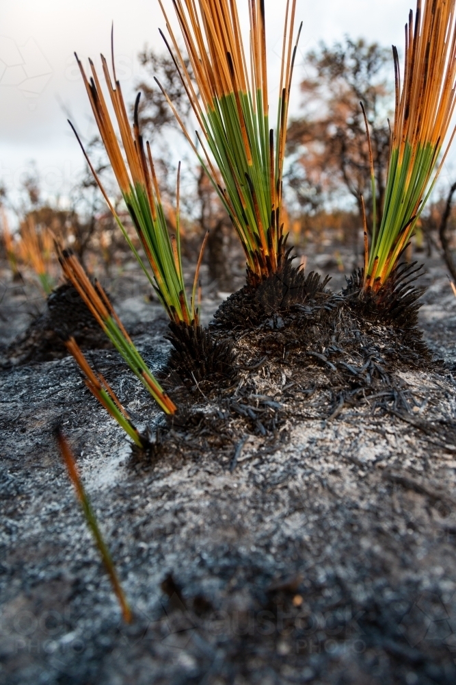 Grass tree plants showing regrowth two weeks after a bush fire - Australian Stock Image
