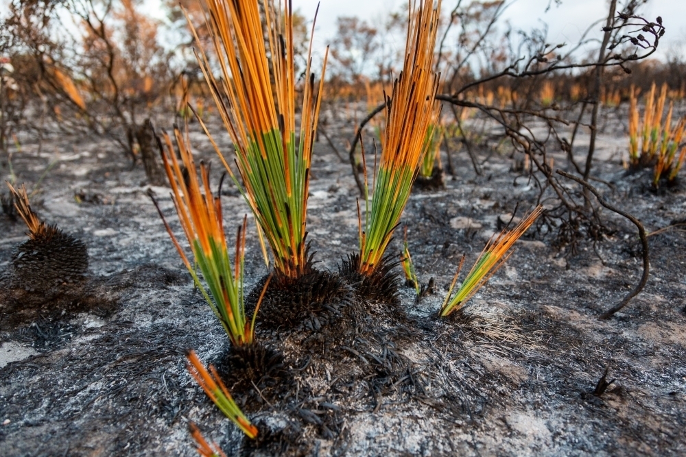 Grass tree plants showing regrowth two weeks after a bush fire - Australian Stock Image