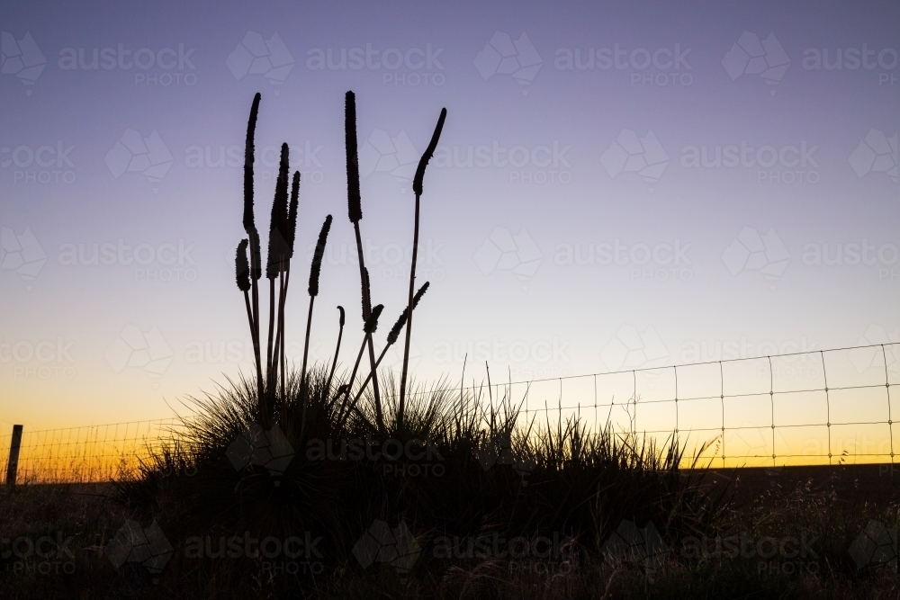 Grass tree silhouette against evening sky - Australian Stock Image