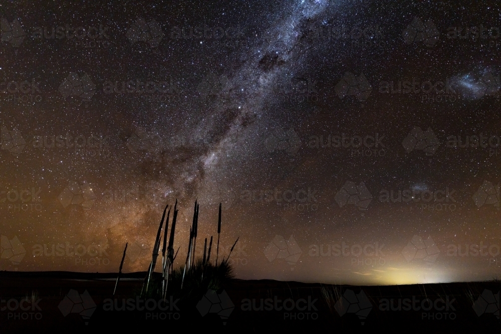 grass tree silhouette against Milky Way - Australian Stock Image