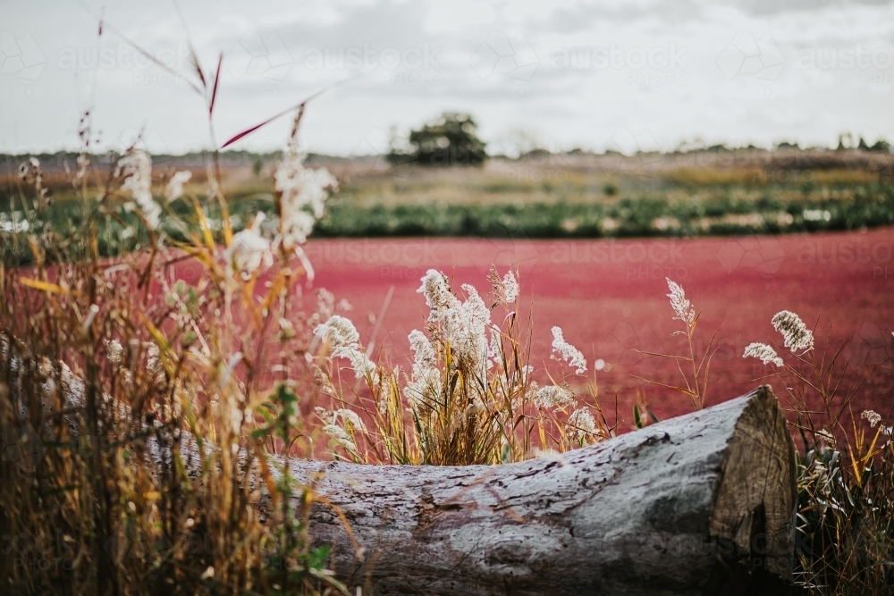 grass, tree trunk and lake with red moss - Australian Stock Image