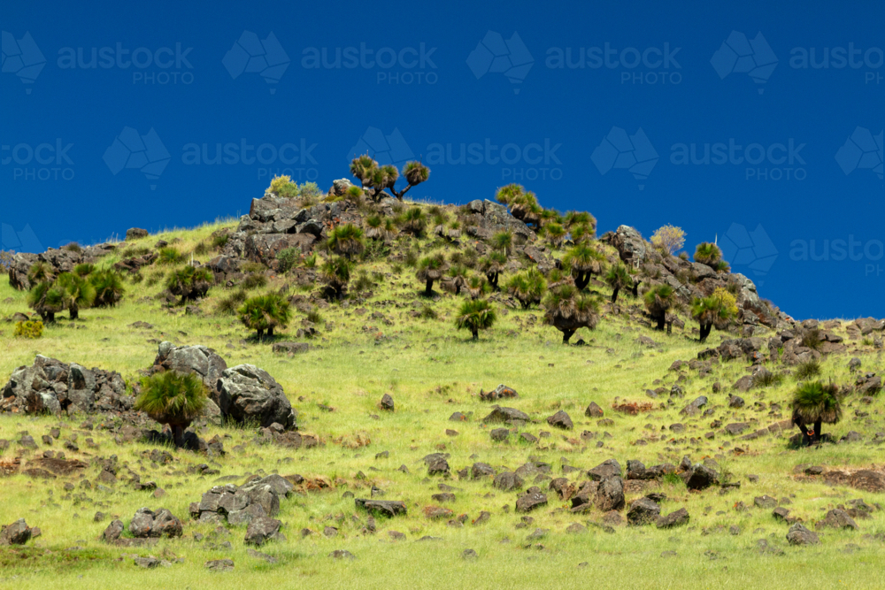Grass trees and a rocky hill under clear blue sky in Western Australia. - Australian Stock Image