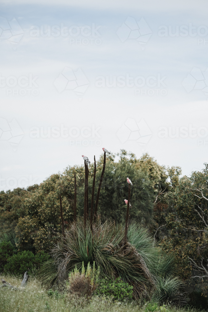grass trees and galahs : Austockphoto grass trees and galahs - Australian Stock Image