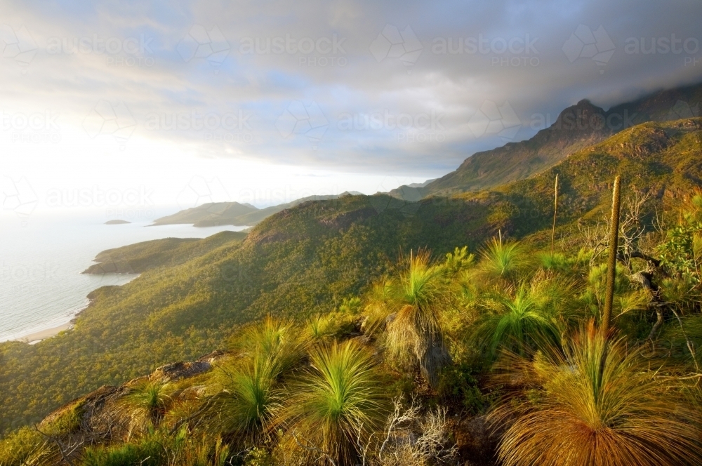 Grass trees on the side of a mountain overlooking the coast - Australian Stock Image
