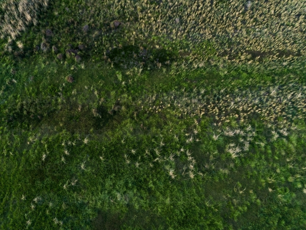 grass tussocks in green pastoral paddock - Australian Stock Image