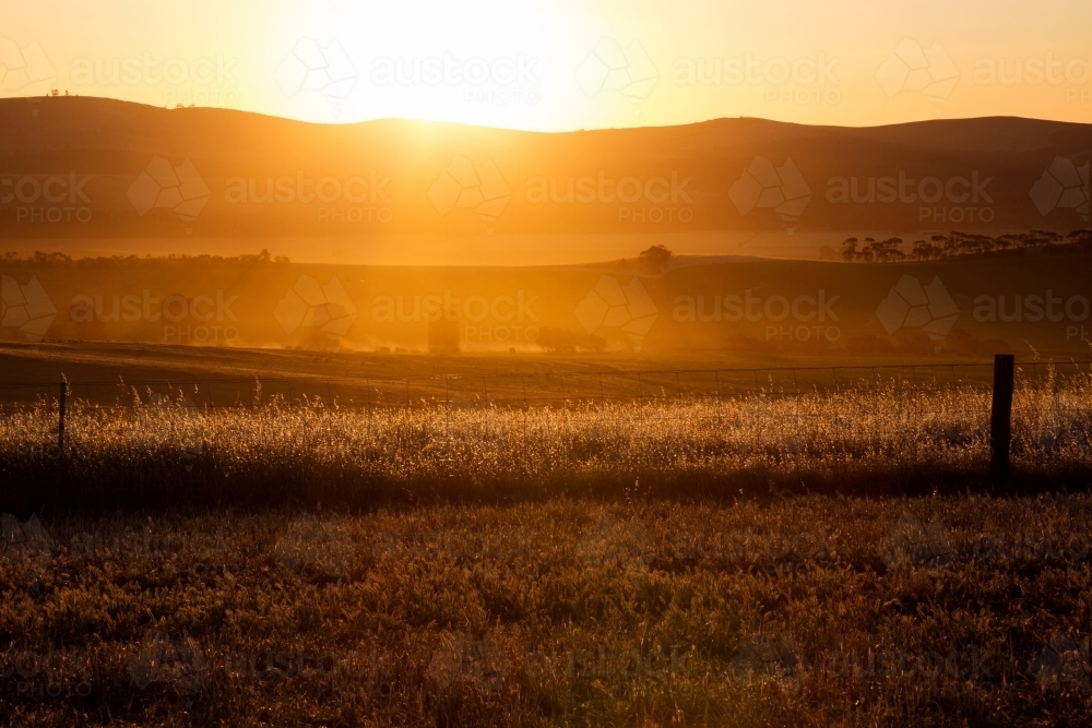 grasses backlit by setting sun - Australian Stock Image