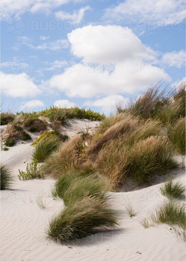 grasses blowing in the breeze on a coastal sand dune - Australian Stock Image