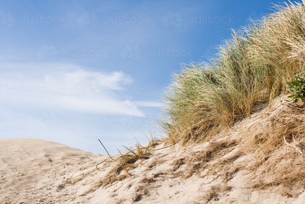 Grasses blowing on sand dunes at a beach in summer - Australian Stock Image