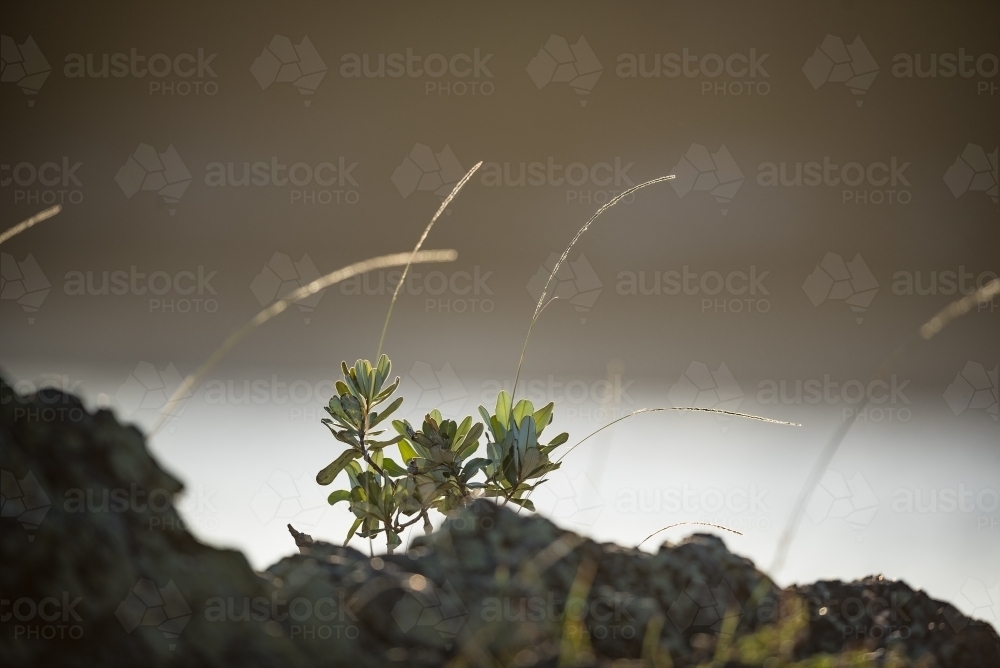 Grasses in silhouette - Australian Stock Image