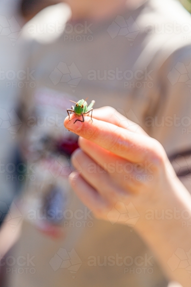 Grasshopper held out on little boys finger - Australian Stock Image