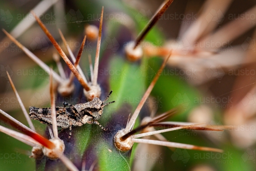 Grasshopper on tiger pear weed - Australian Stock Image