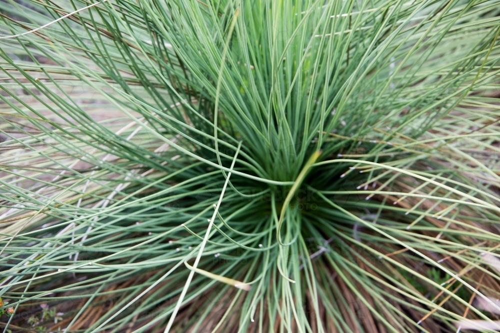 Grasstree - Australian Stock Image