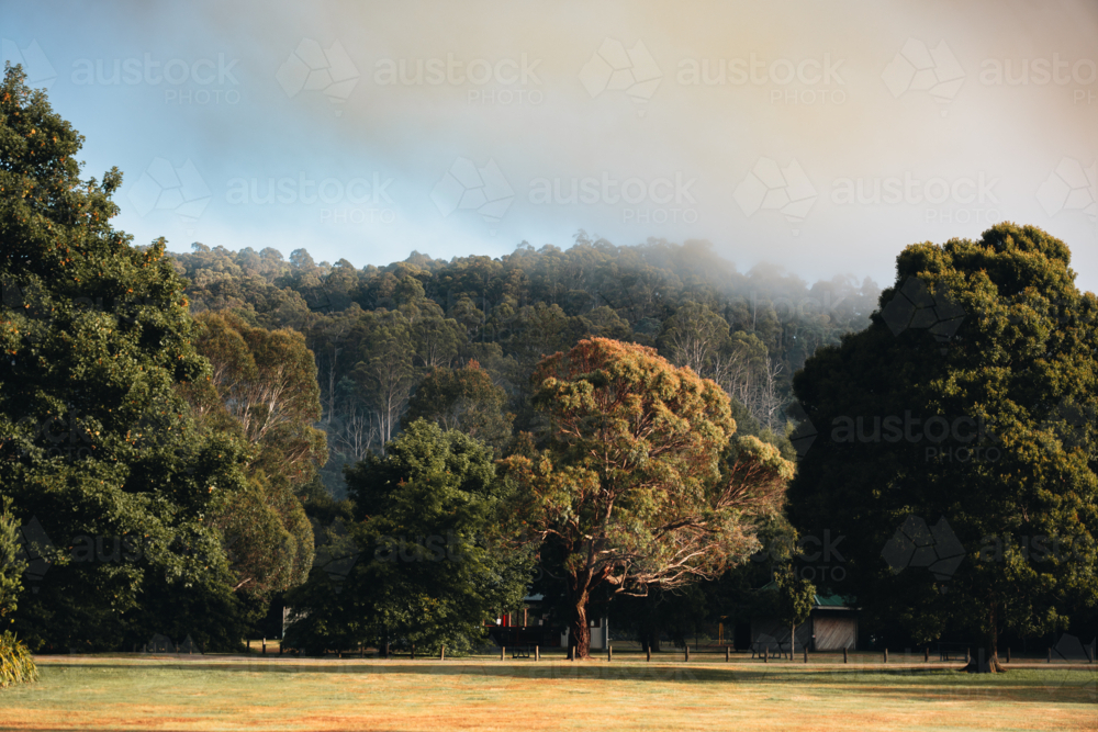 Grassy field with a dense forest made up of trees in various shades - Australian Stock Image