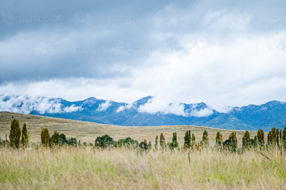 Grassy field with tall trees and misty mountain background - Australian Stock Image