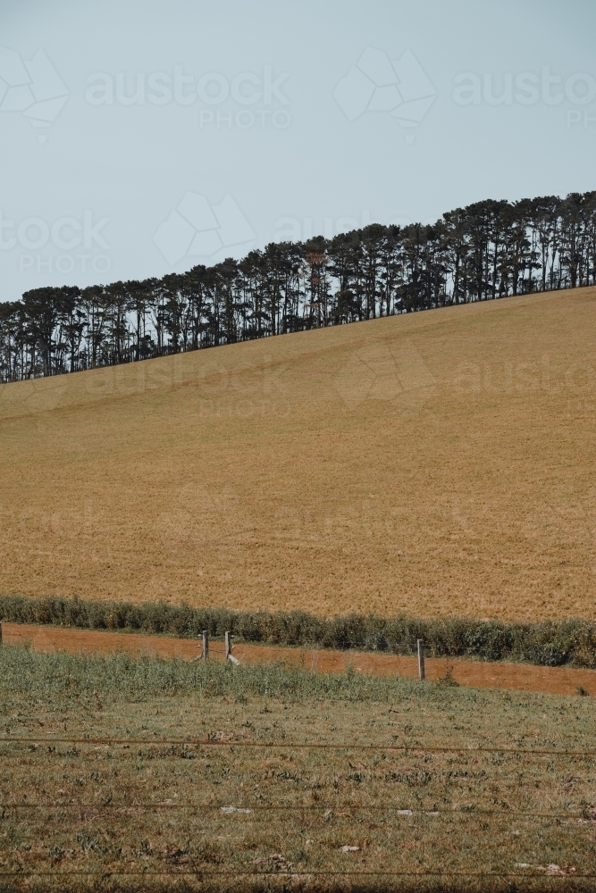 Grassy field with tree line in the background in a farmland region - Australian Stock Image