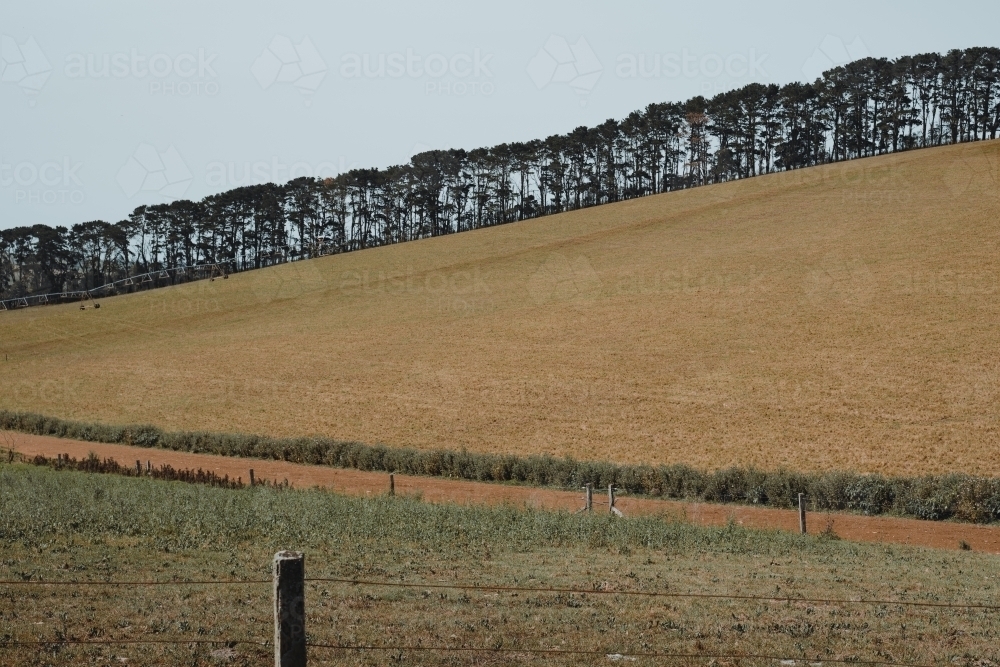 Grassy field with tree line in the background in a farmland region : Austockphoto Grassy field with tree line in the background in a farmland region - Australian Stock Image