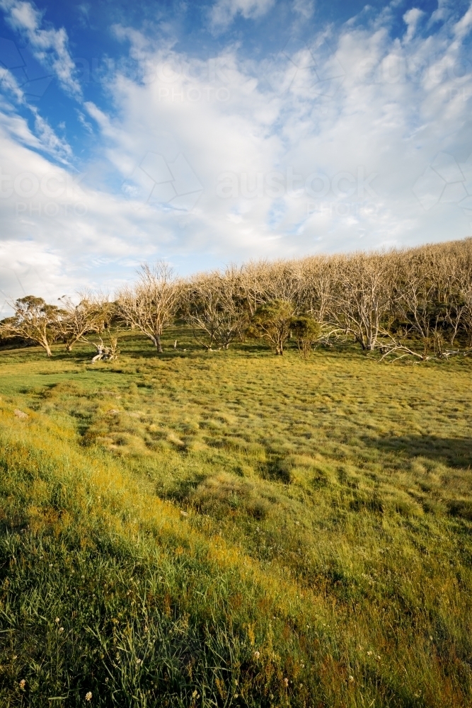 Grassy hill and blue sky near Mt Kosciusko, NSW - Australian Stock Image