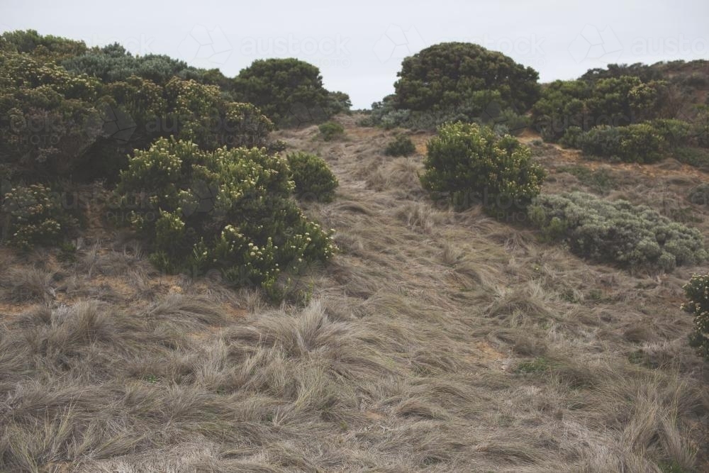 Grassy hill with shrubs - Australian Stock Image