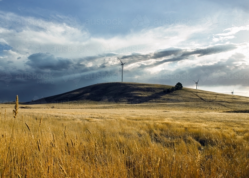Image of Grassy paddock with wind turbines in background - Austockphoto