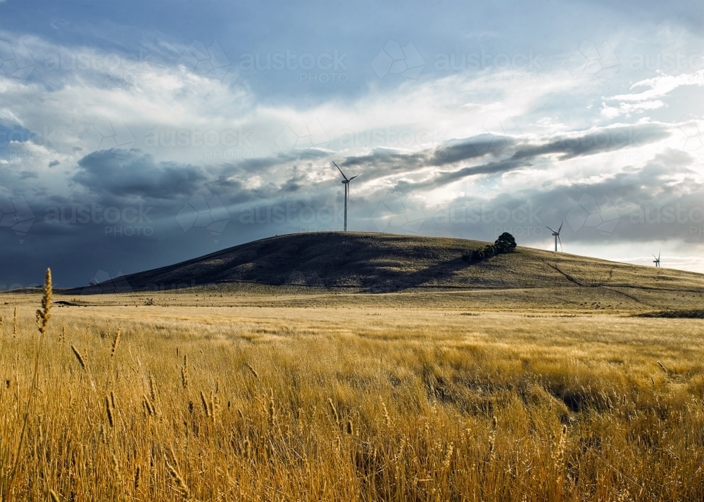 Grassy paddock with wind turbines in background - Australian Stock Image