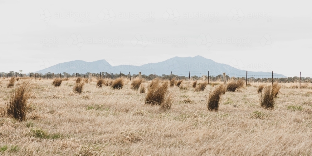 grassy tufts in a rural field with misty mountain range on the horizon - Australian Stock Image