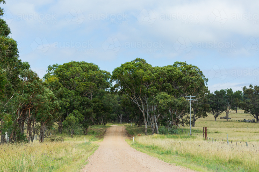 Gravel backroad in rural Australia through paddocks of eucalyptus trees - Australian Stock Image