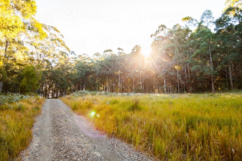 Gravel driveway onto property in forested hill country - Australian Stock Image