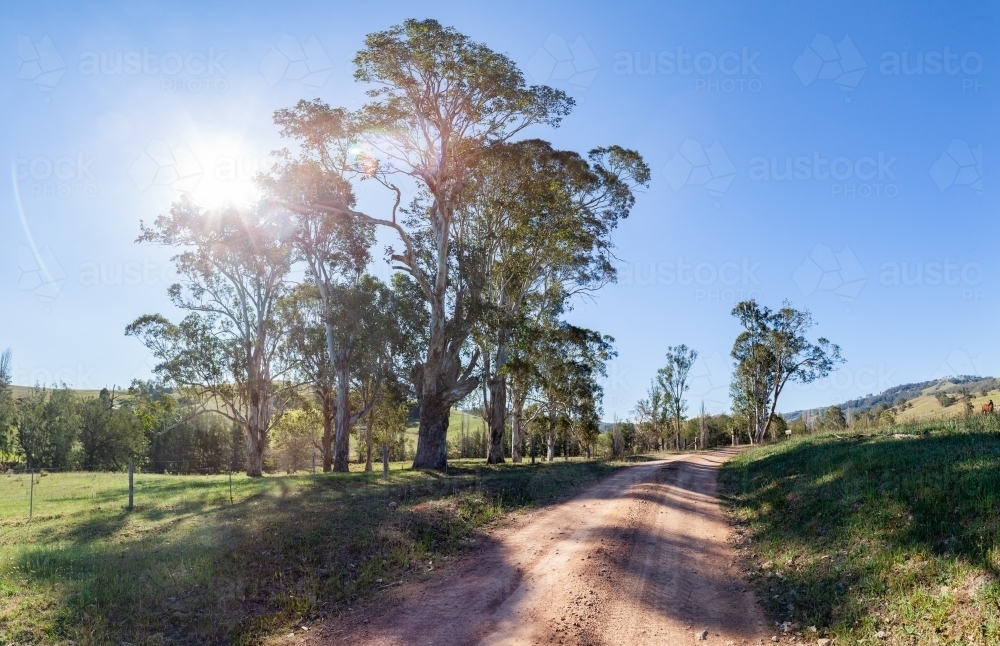 Gravel farm driveway with sunflare through old gum trees - Australian Stock Image