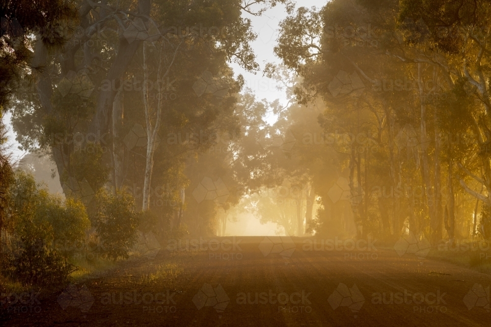 Gravel road bordered by trees in morning mist - Australian Stock Image