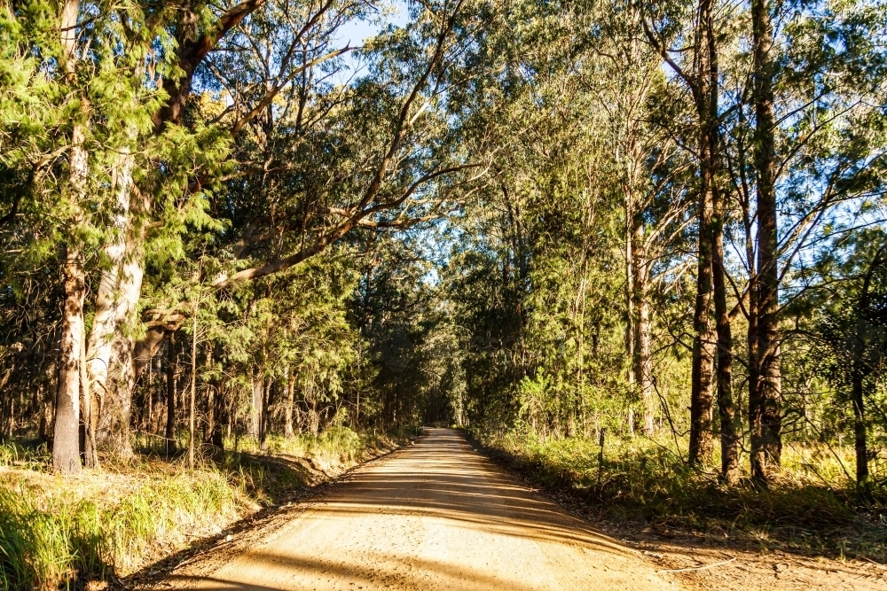 Gravel road lined with gum trees and shadows over the dirt road - Australian Stock Image