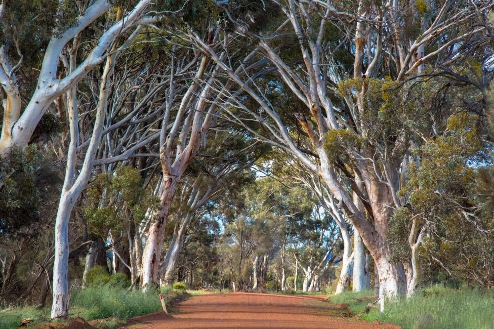 Gravel road lined with white gum trees - Australian Stock Image
