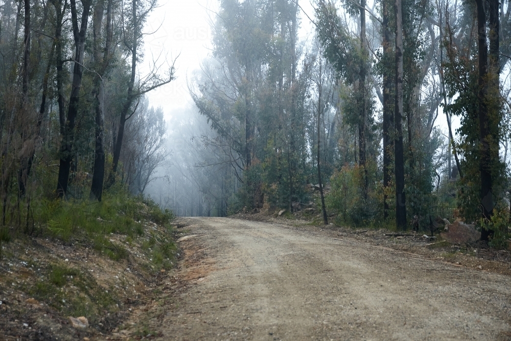 Gravel road through fire blackened trees with regrowth starting to come back - Australian Stock Image