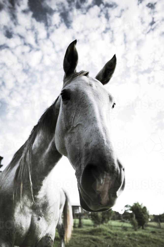 Gray Stallion - Australian Stock Image