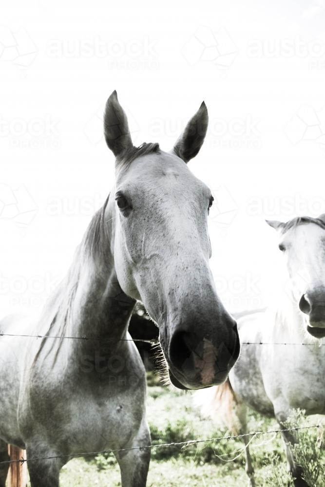 Gray Stallion with friend - Australian Stock Image