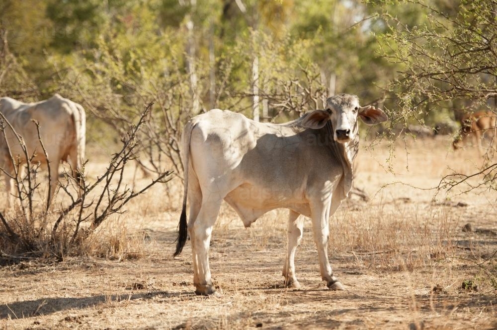 grazing brahman cattle in the Kimberley - Australian Stock Image