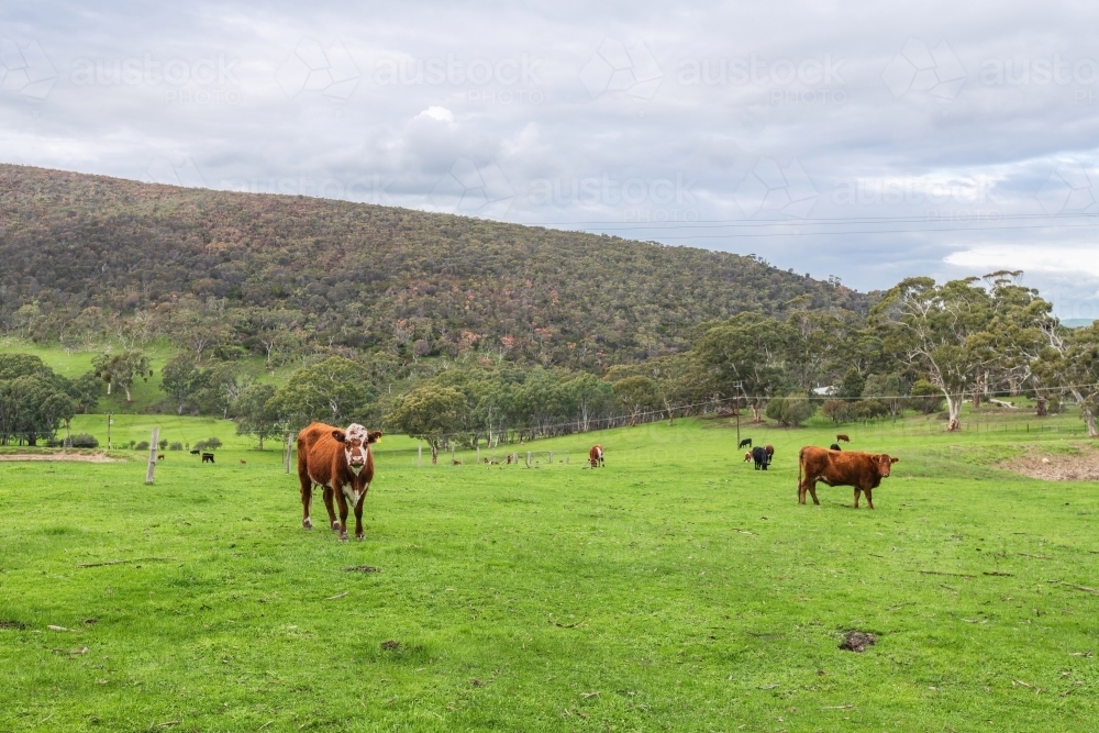 Grazing cows on a dairy farm standing on green grass. - Australian Stock Image