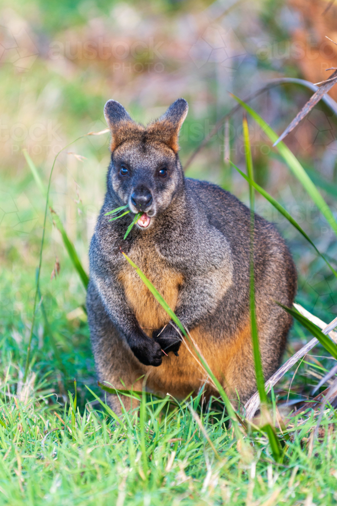 Grazing swamp wallaby in lush green grass. - Australian Stock Image