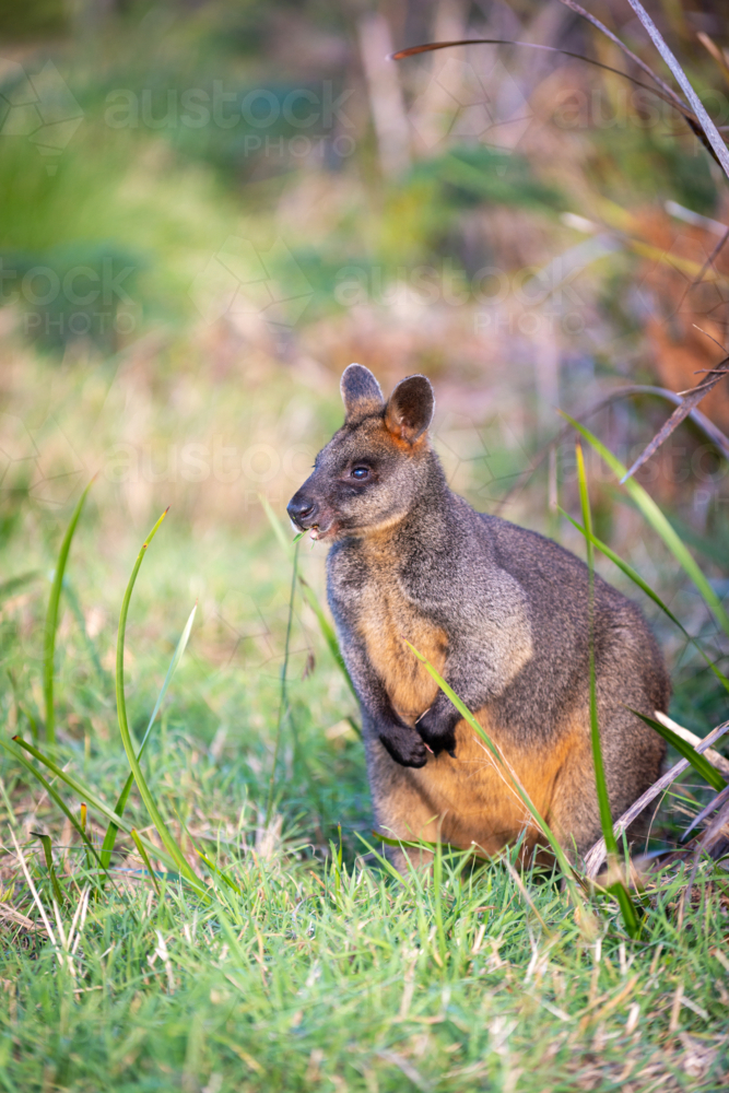 Grazing swamp wallaby in lush green grass. - Australian Stock Image