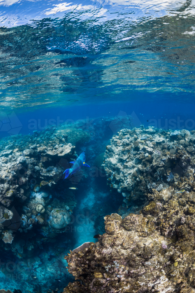 Great Barrier Reef underwater seascape - Australian Stock Image