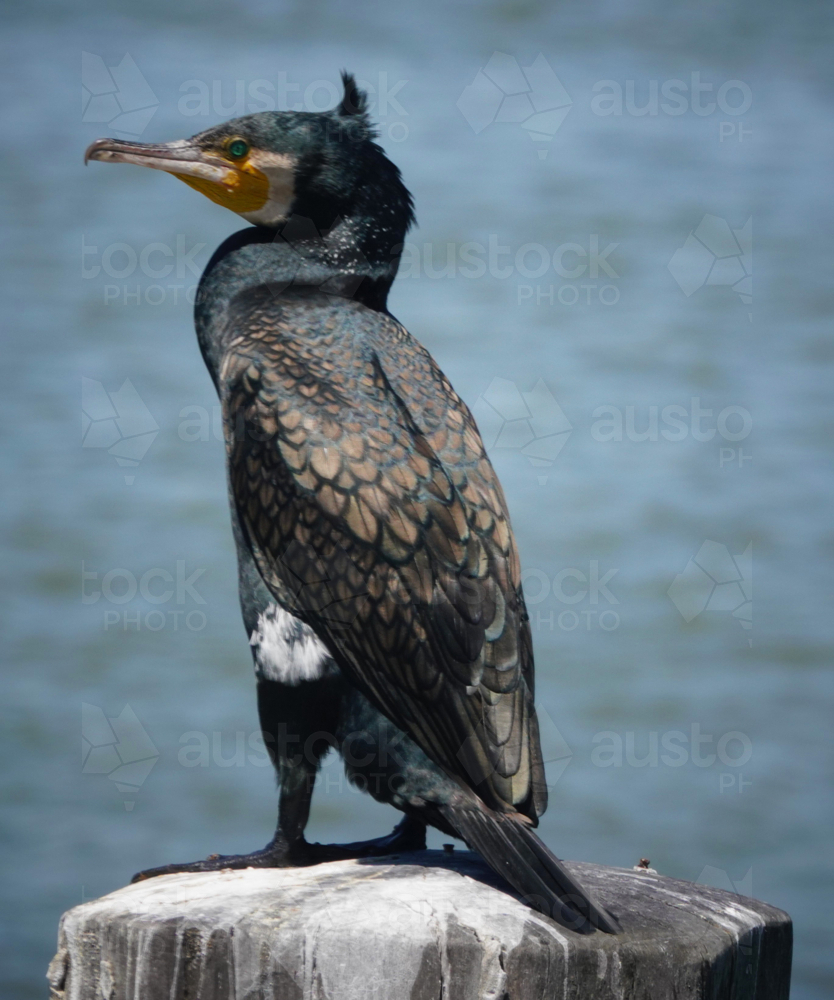 Great Cormorant - Australian Stock Image