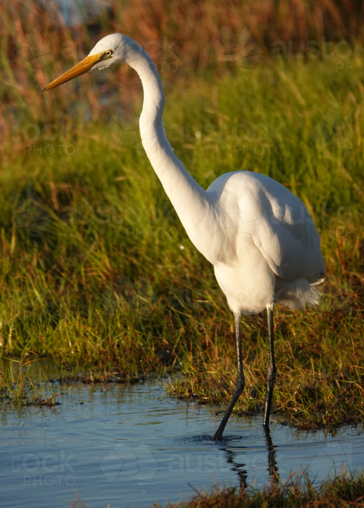 Great Egret - Australian Stock Image