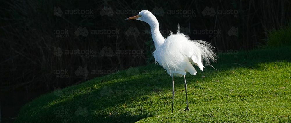 Great Egret on sloped hillside - Australian Stock Image