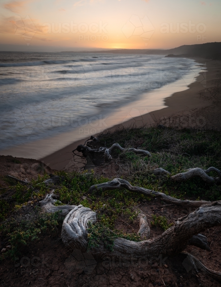Great Ocean Road Beach Driftwood at Sunset - Australian Stock Image