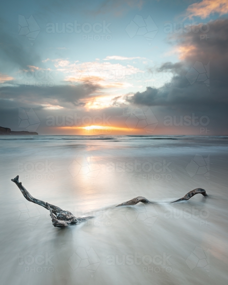 Great Ocean Road Driftwood Being Hit By the Tide at Sunrise - Australian Stock Image